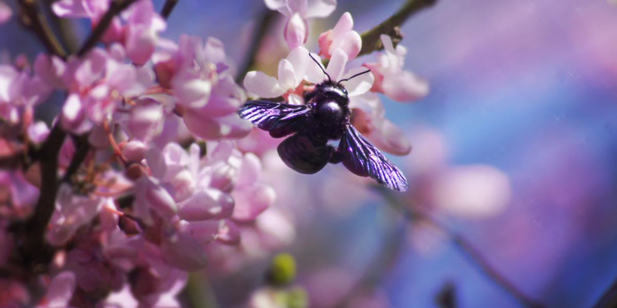 Plumes, poils, pétales : un concours photo pour célébrer la biodiversité de la Nouvelle-Aquitaine