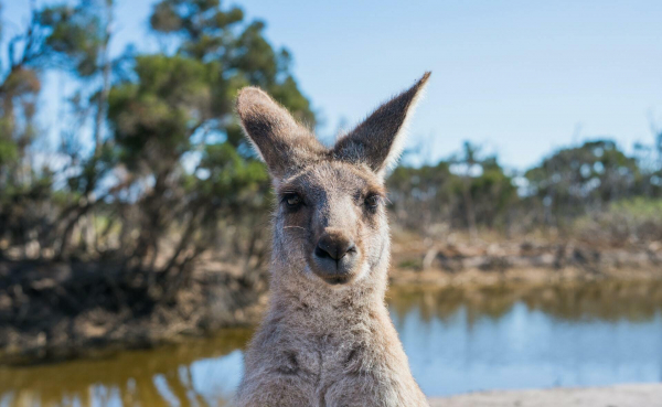 Salon du PVT Australie